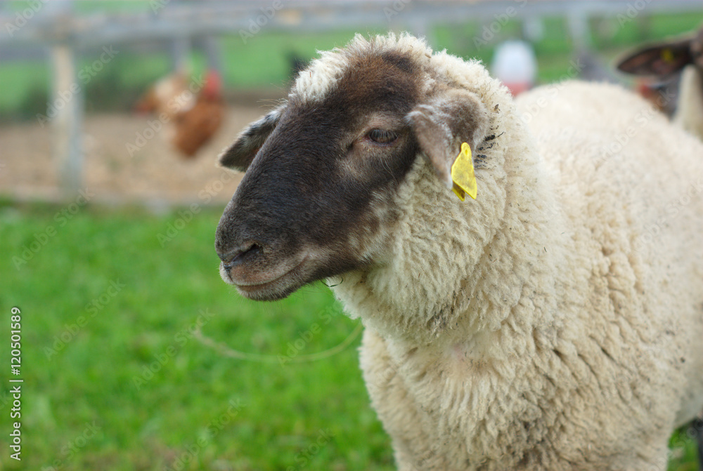sheep in enclosure, black head white fur green field
sheep in enclosure, black head white fur green field