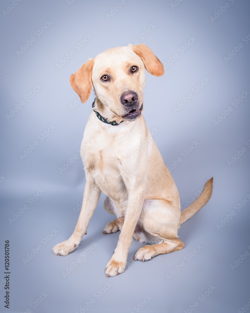 Dog on background. taken in a studio. Dog on background. taken in a studio.