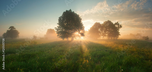 Bright sunrise on spring meadow