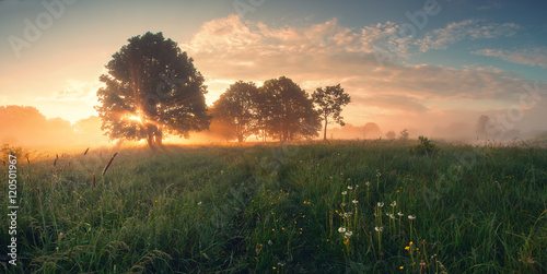 Colorful spring sunrise on meadow