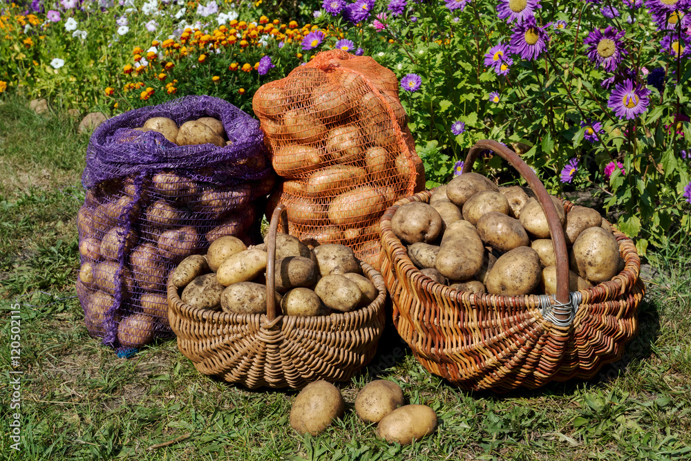 Bags and basket with fresh organics yellow potatoes, rustic style. Harvesting potatoes in burlap sack. Free place for text. Bags and basket with fresh organics yellow potatoes, rustic style. Harvesting potatoes in burlap sack. Free place for text.