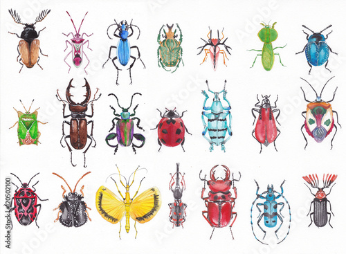 Many beetles on a white background executed with watercolors.