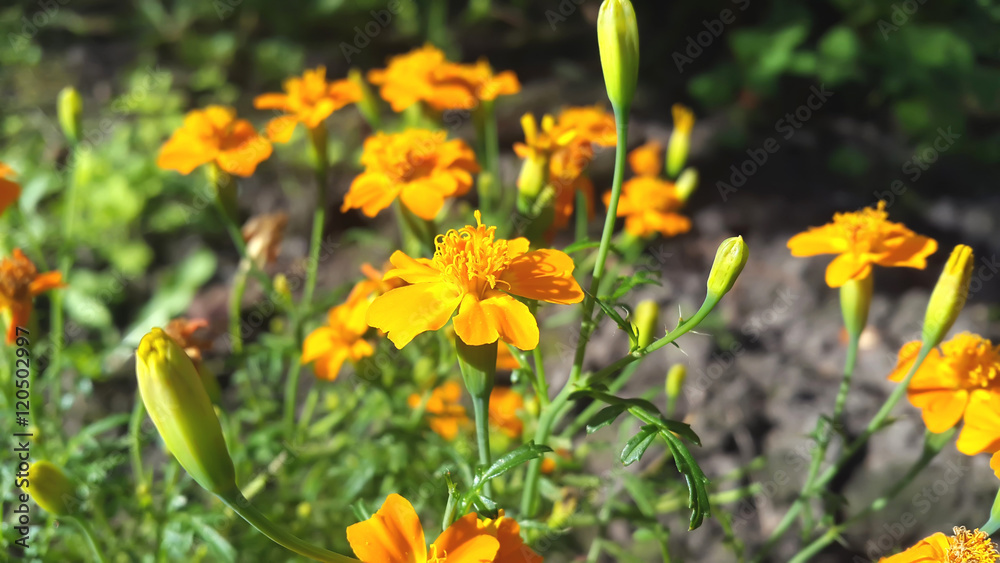 Fototapeta premium Beautiful Autumn flowers.