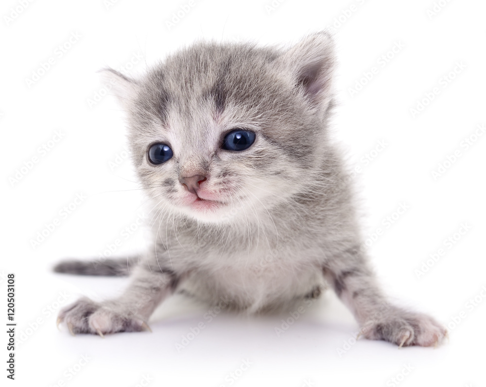 Obraz premium Mały szary kotek.