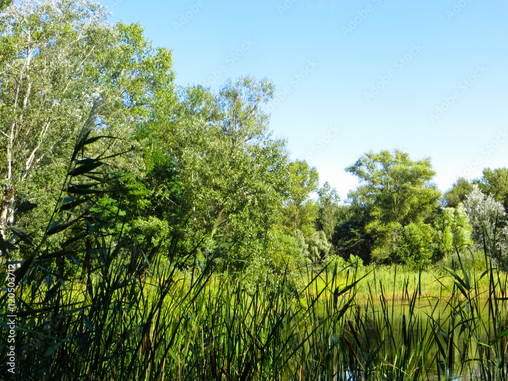 Fototapeta premium Landscape with green trees