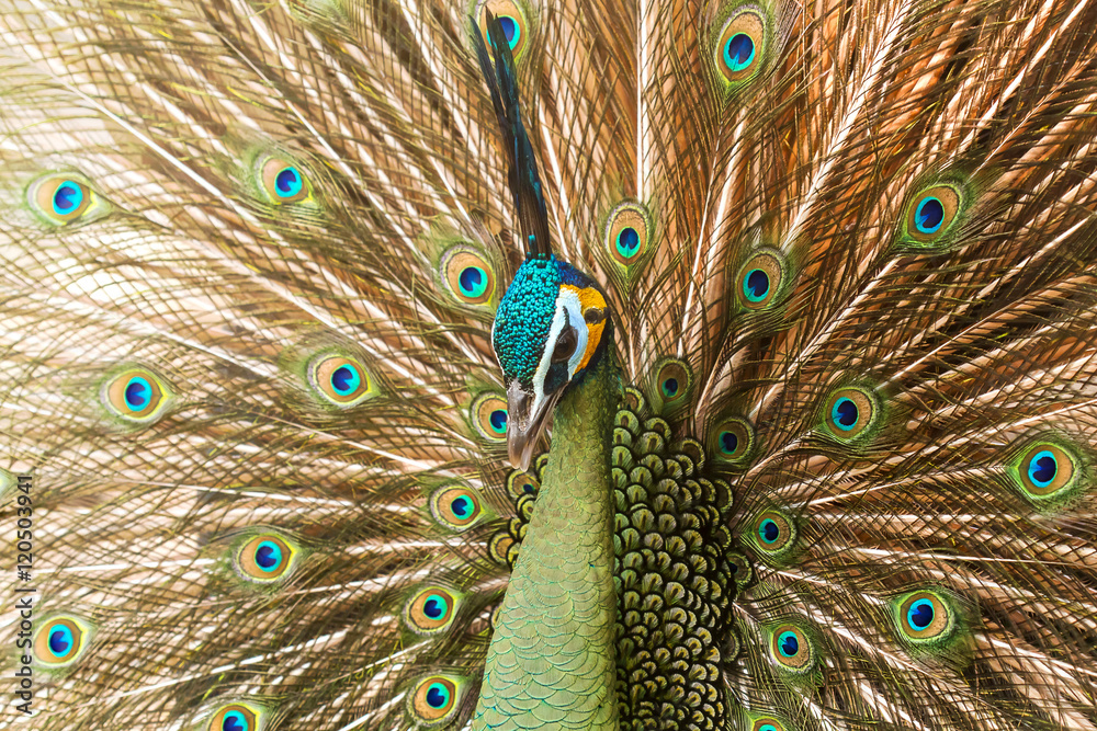 Fototapeta premium Birds, Peacock,Green peafowl, Pavo muticus (Pavo cristatus) 