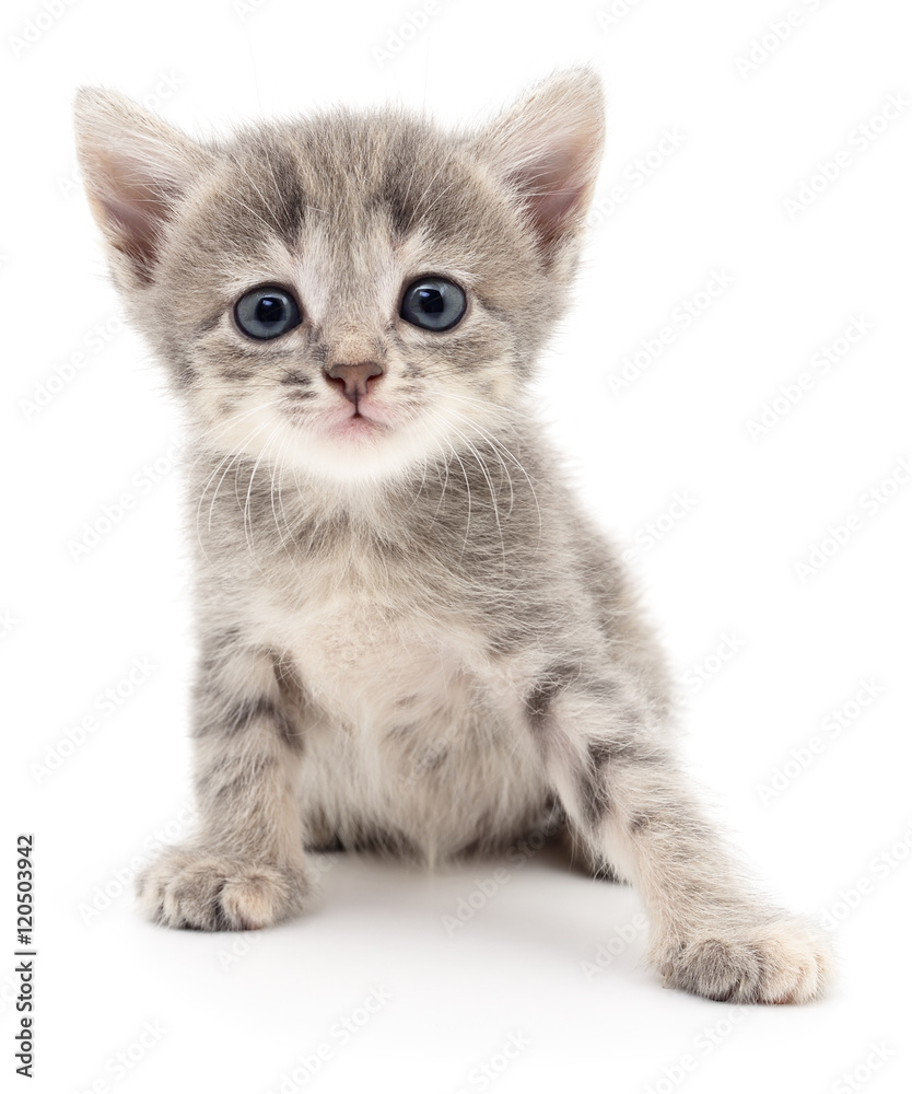 Obraz premium Small gray kitten.