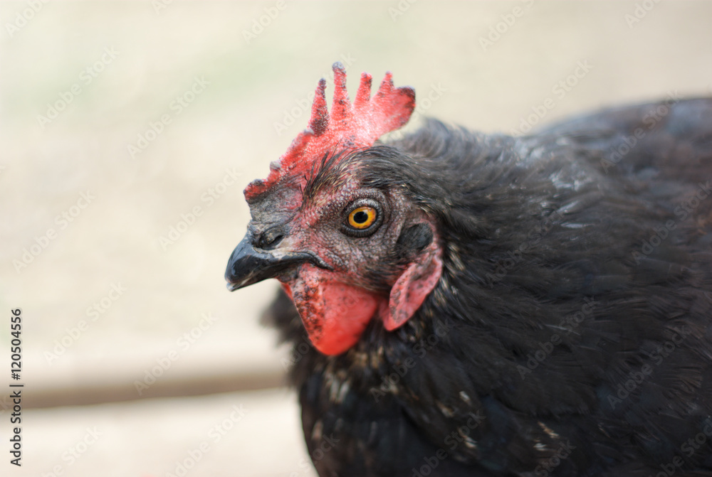 black hen chicken head red crest on gray background