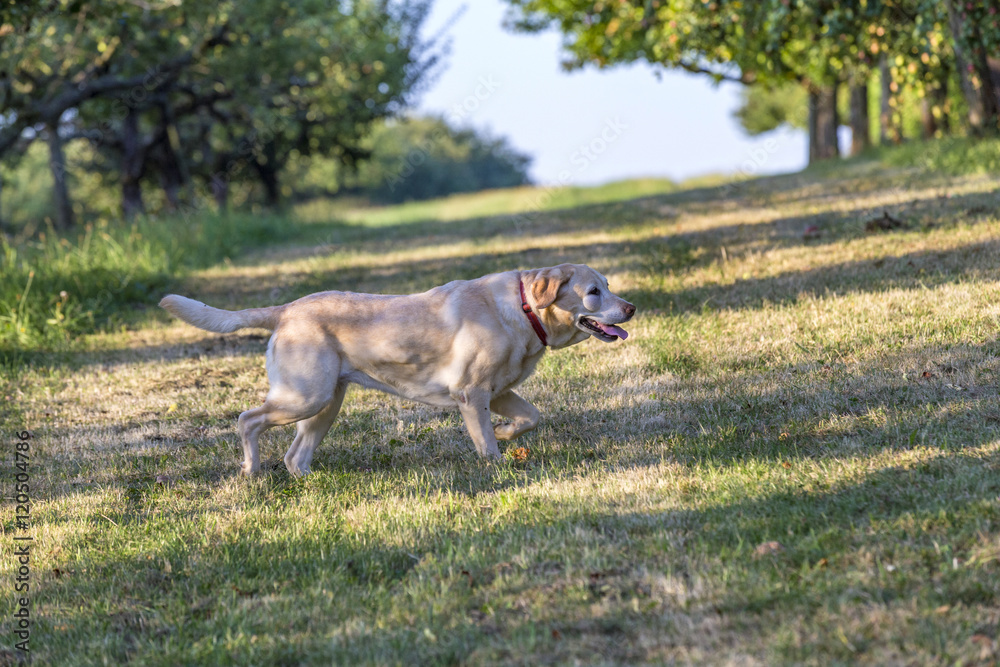 cute labrador dog cute labrador dog