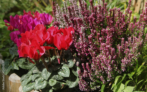 Fototapeta Naklejka Na Ścianę i Meble -  Mini cyclamens et bruyère dans un massif