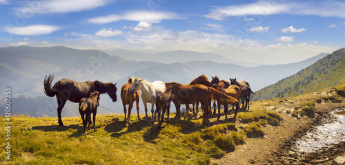 Horses on the mountain top