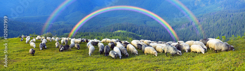 Shepherds and sheep Carpathians