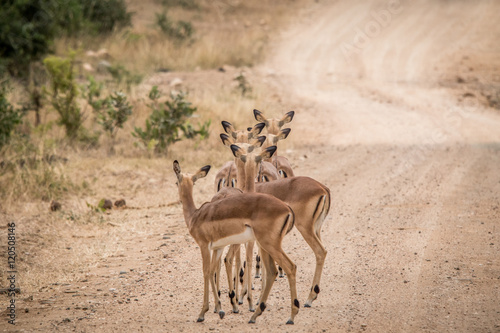 Group of female Impalas from behind.