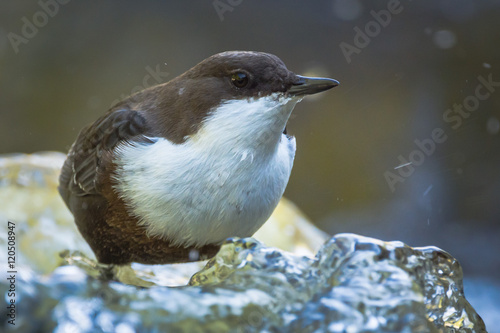 White-throated Dipper photo