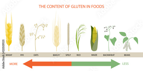 Infographics on the levels of gluten in foods.