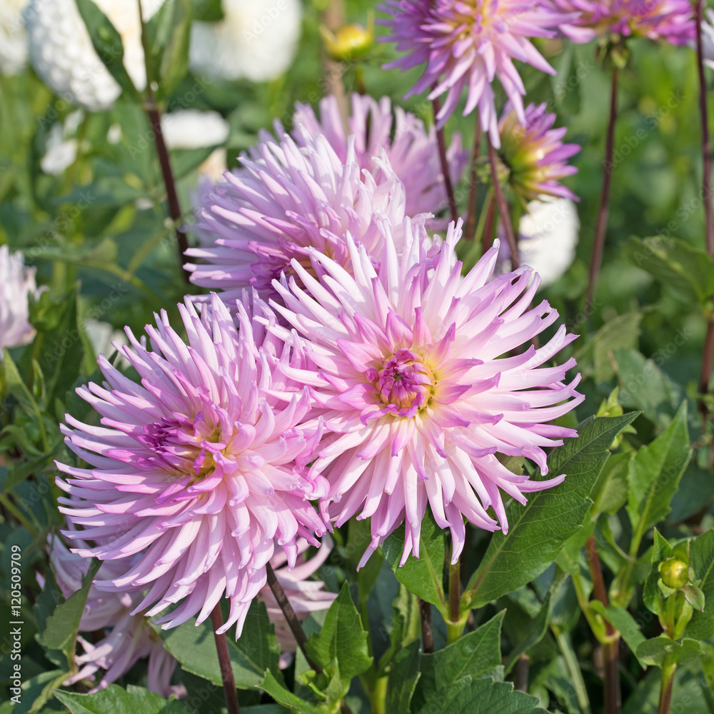 Dahlien, Dahlias