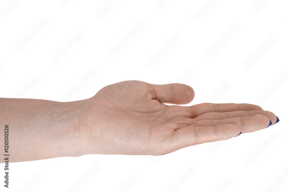 Open hand holding something, beautiful female's skin, blue manicure. Isolated on white background Open hand holding something, beautiful female's skin, blue manicure. Isolated on white background