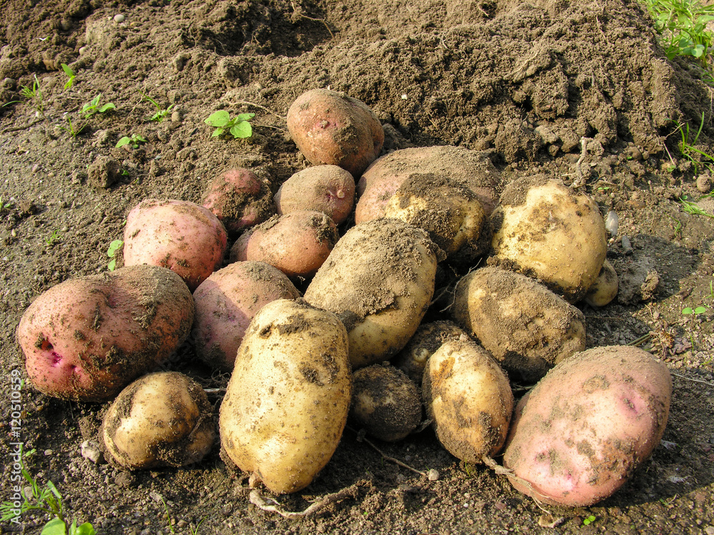 Fresh Potato on the Soil Background Stock Image - Image of growing, health: 3308