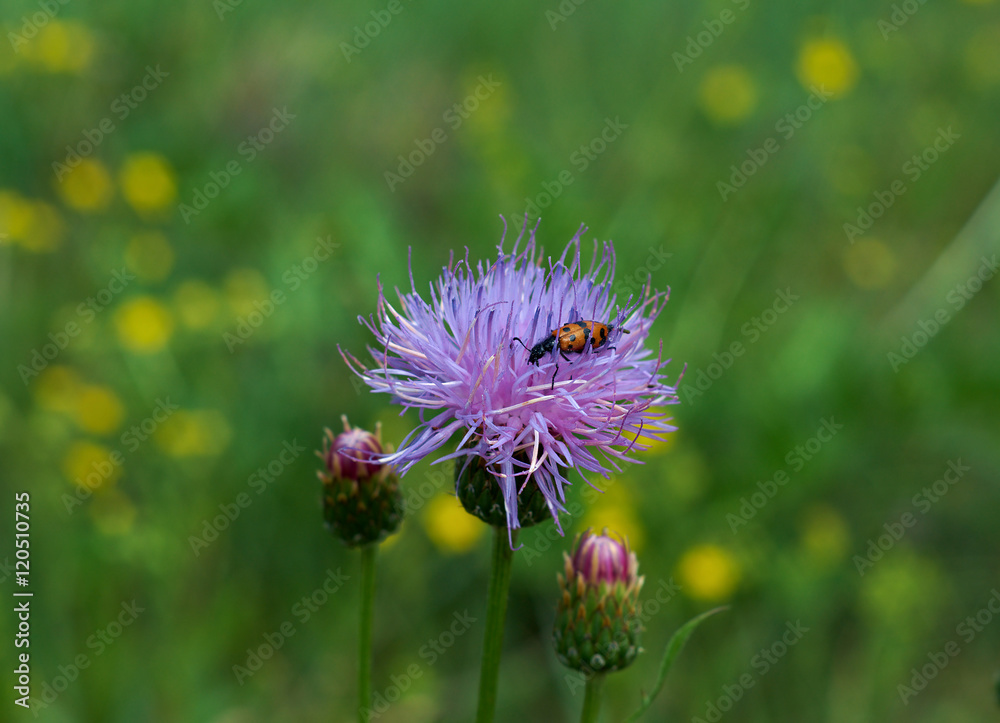 Leptura quadrifasciata Leptura quadrifasciata