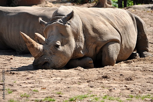 Dangerous animals - rhino