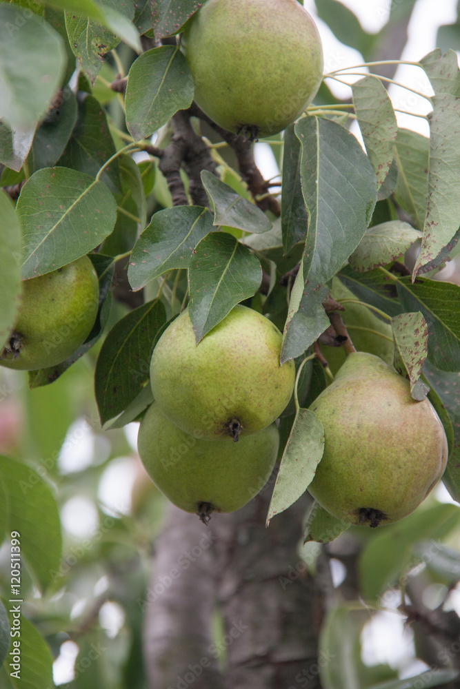 pears hanging on tree branch in a garden summer