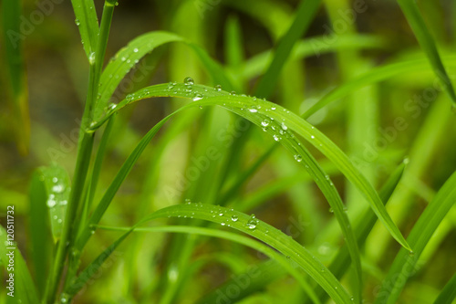 Fresh grass with water drops. Close up