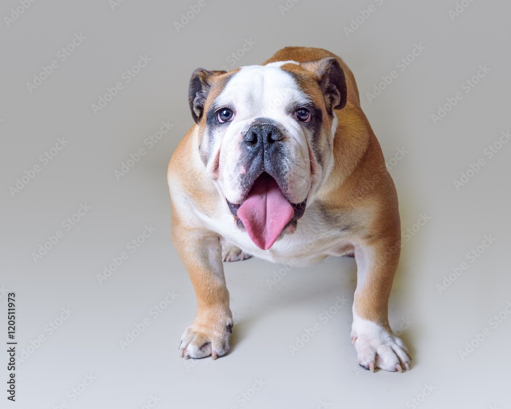 Dog on background. taken in a studio.