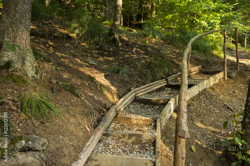 Bridge through the forest