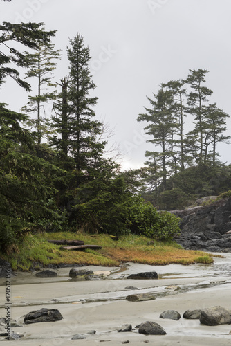 View of coastline, Pettinger Point, Cox Bay, Pacific Rim Nationa photo