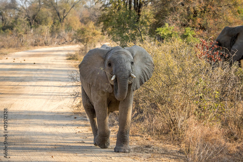 A young Elephant walking towards the camera.