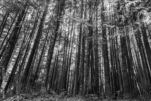 Fototapet Trees in a Forest, Pacific Rim National Park Reserve, Vancouver