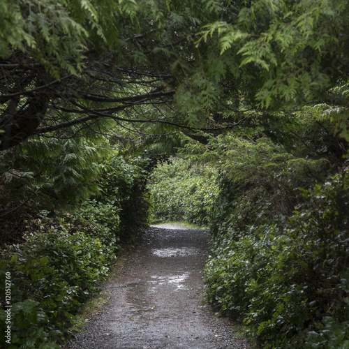 Walkway passing through forest  Wild Pacific Trail  Pacific Rim