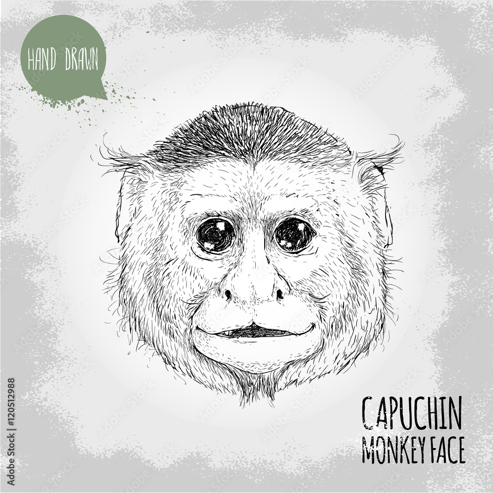 Monkey face cool sketch Stock Vector Image  Art  Alamy