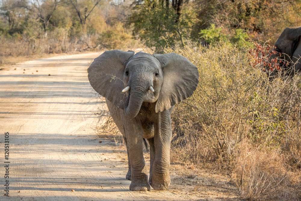 Obraz premium A young Elephant walking towards the camera.