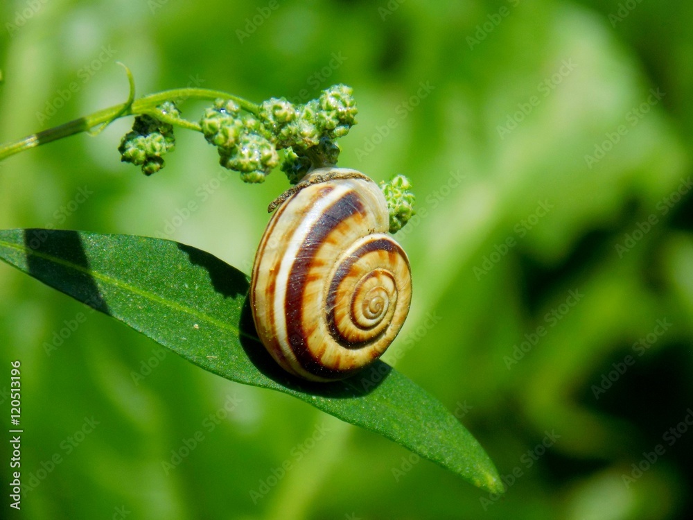Snail conch on plant leaf on meadow in wild nature Snail conch on plant leaf on meadow in wild nature