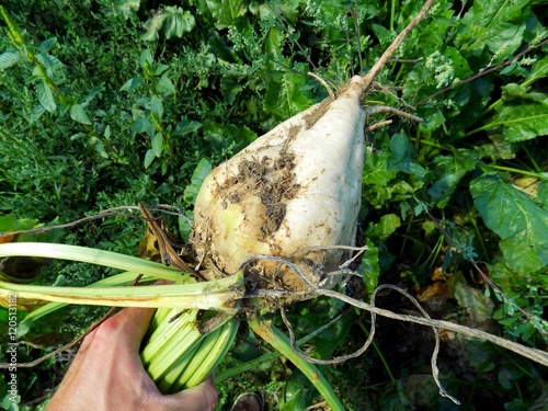 Sugar beet in farmer hand during harvest in autumn on field