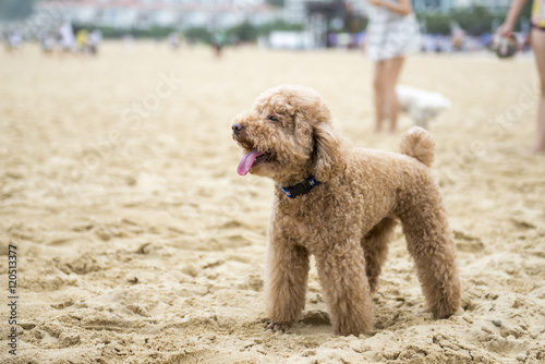 The poodle on the beach