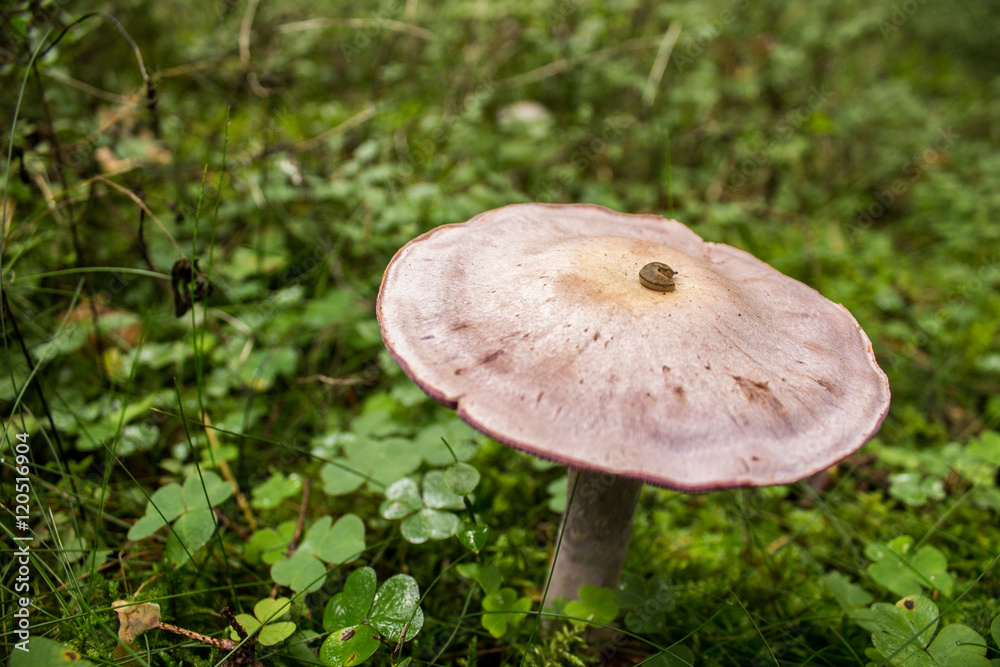 Death Cap Fungi - Amanita phalloides Growing in the grass at forest Death Cap Fungi - Amanita phalloides Growing in the grass at forest