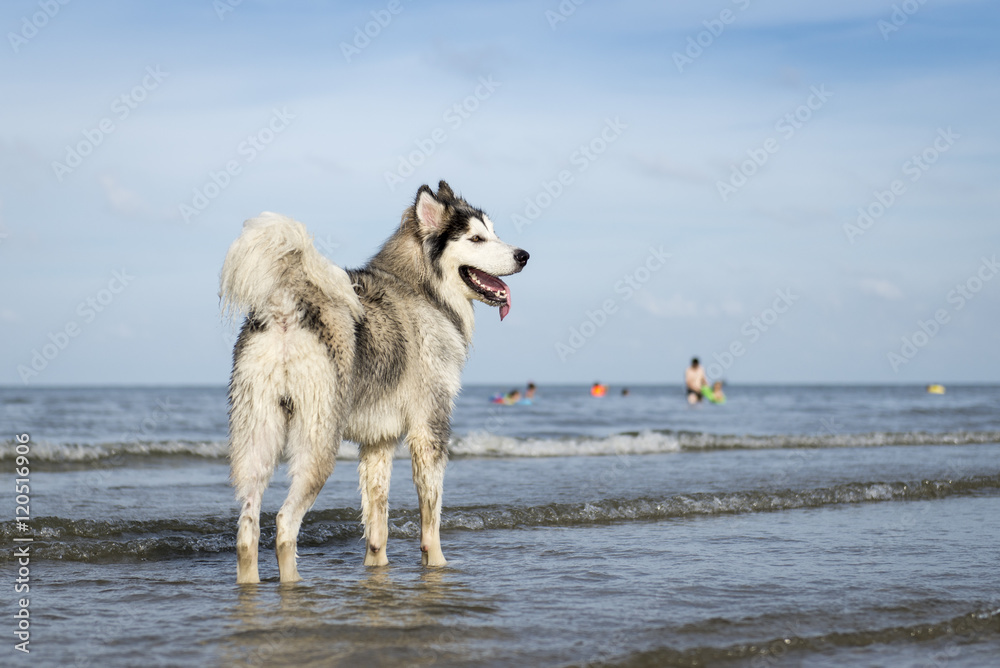 An Alaskan Malamute playing at the beach An Alaskan Malamute playing at the beach
