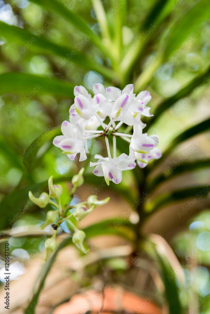 Orchid : Aerides odorata Lour.
