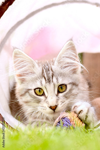 Norwegian Forest Cat Kitten with Yarn Ball