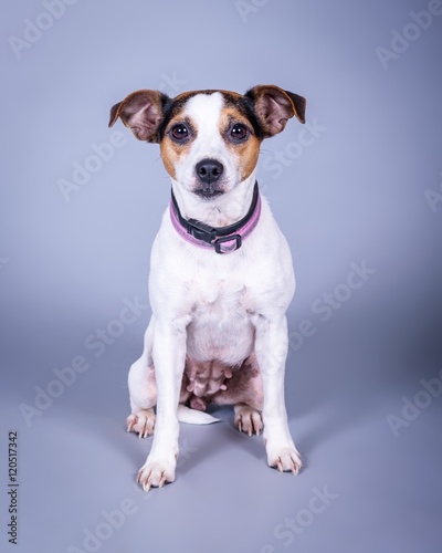 Dog on background. taken in a studio.