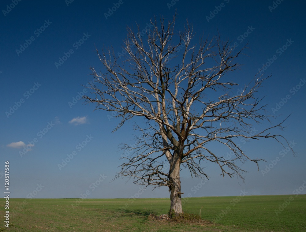 lonely, withered tree