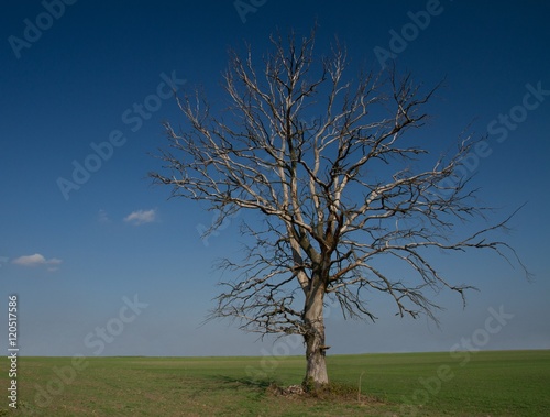 Obraz na płótnie lonely, withered tree w salonie
