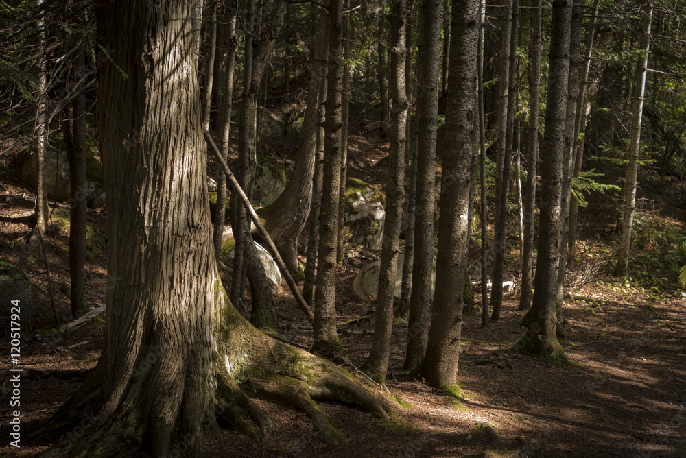 Obraz premium dark forest interior, with pockets of sunshine