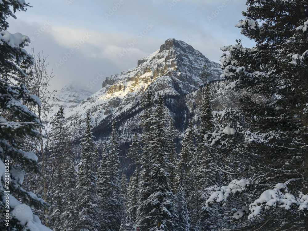 Snow covered trees with mountains in winter, Lake Louise, Banff
