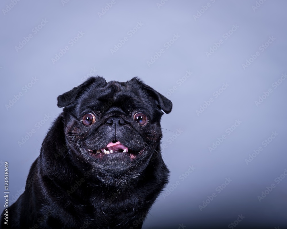 Dog on background. taken in a studio.