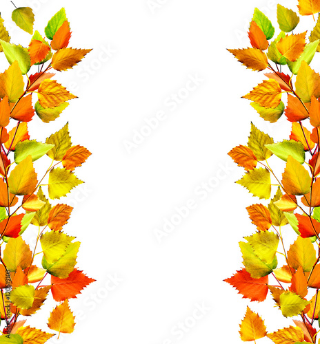 autumn leaves isolated on white background.