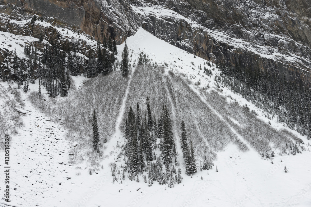 Snow covered trees on mountain, Lake Louise, Banff National Park