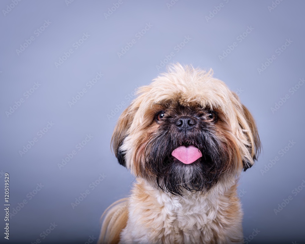 Dog on background. taken in a studio. Dog on background. taken in a studio.
